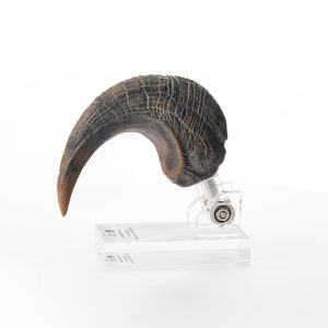 ECC Elite Creature Collectibles Jurassic Park Velociraptor Foot Claw Life-size Prop Reproduction