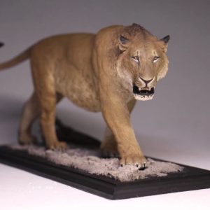 De Clay Studio Panthera Atrox American lion  Model sculpted by Hoang Manh Duy and Mochi mun